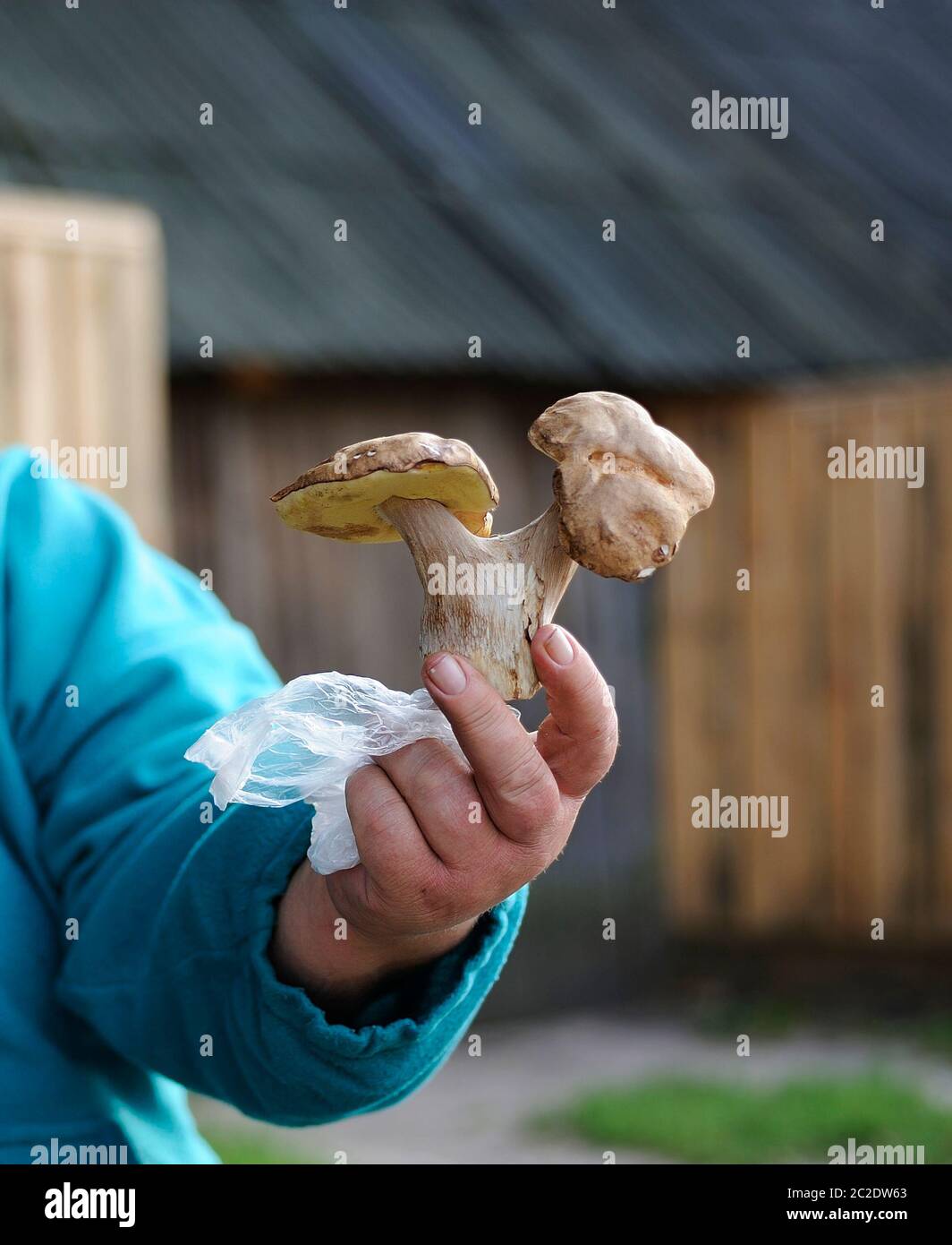 Mano delle donne che mostra il fungo a due teste Foto Stock
