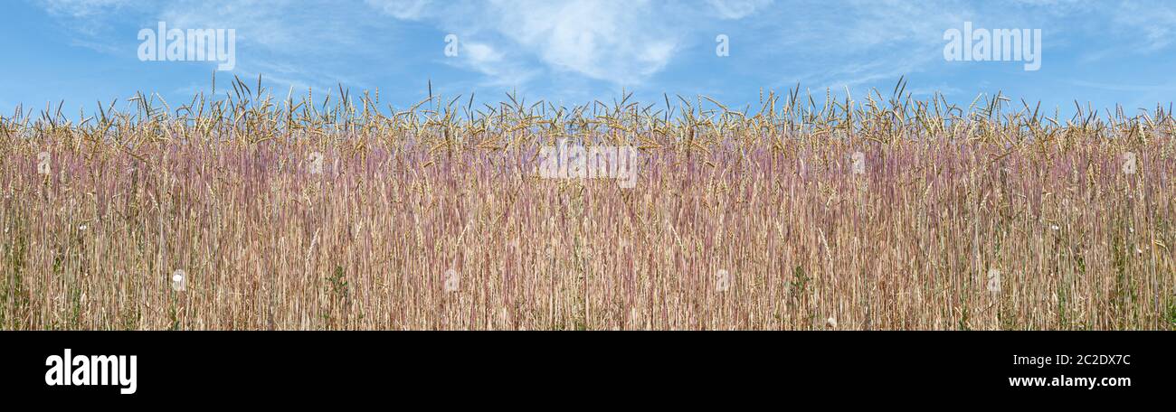Panorama di spighe di grano di farro sul bordo di un campo Foto Stock