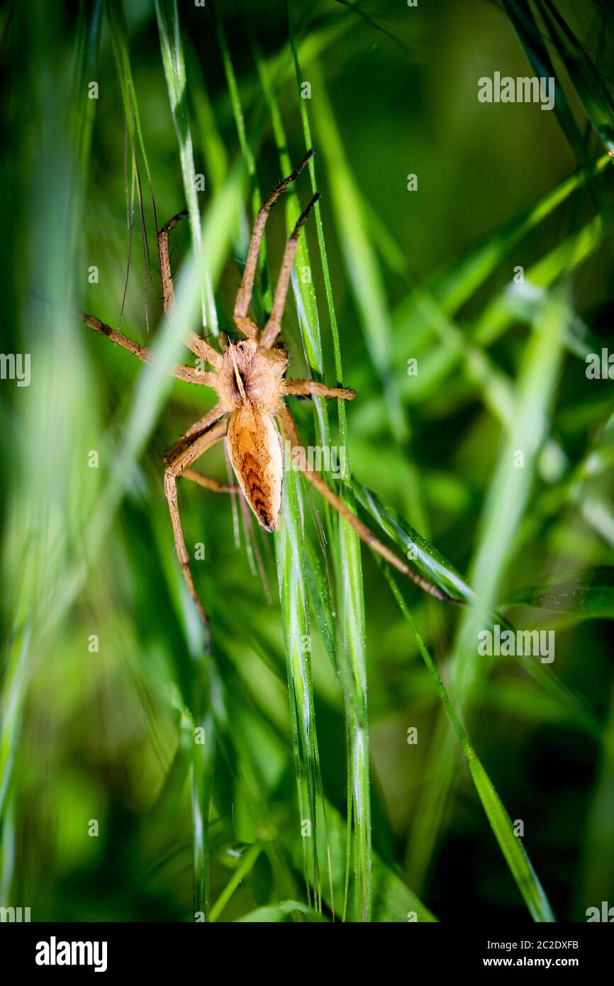 un ragno è un animale molto utile, spesso nascosto in angoli e in rete Foto Stock