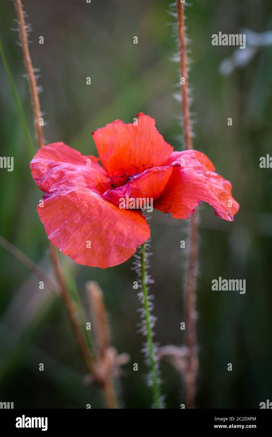 Papaver rhoeas nomi comuni includono il mais di papavero , corn rose , campo di papavero , Fiandre di papavero , papavero rosso , rosso , erbaccia coquelicot Foto Stock