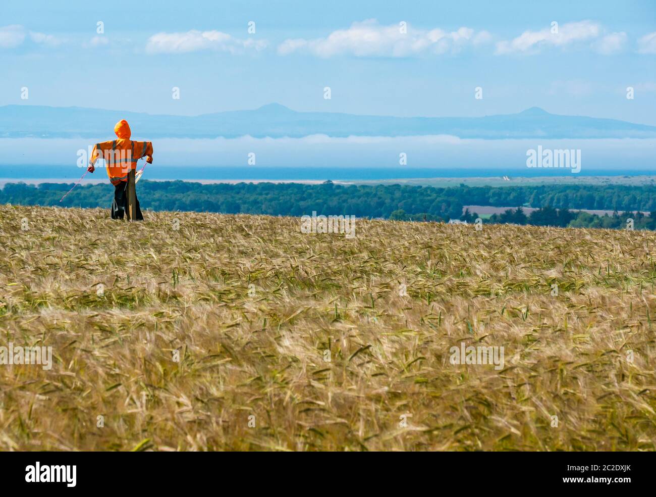 East Lothian, Scozia, Regno Unito, 17 giugno 2020. Regno Unito Meteo: Il sole finalmente ritorna nella contea dopo giorni di nebbia pesante. Uno scarrecrone in un campo d'orzo che domina il Firth of Forth, ancora coperto di nebbia marina, con le due vette delle colline Lomond a Fife appena visibili Foto Stock