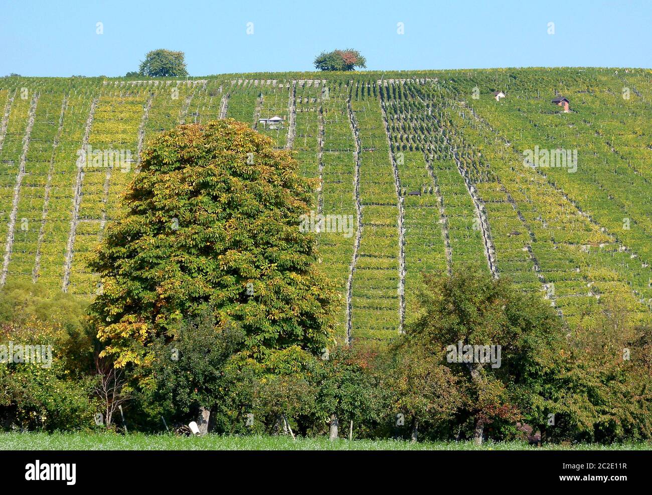 Vigneto della Germania del Sud con foglie di vite verdi e gialle e alberi decidui in primo piano Foto Stock