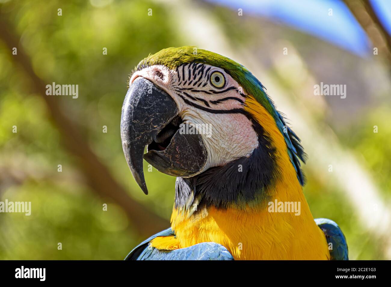 Macaw colorato nella vegetazione della foresta pluviale brasiliana Foto Stock