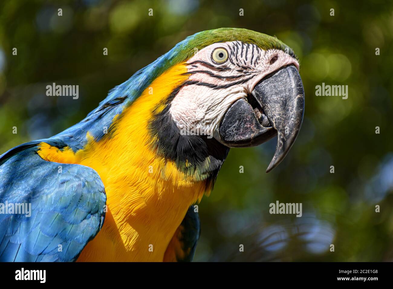 Macaw tra la vegetazione della foresta pluviale brasiliana Foto Stock