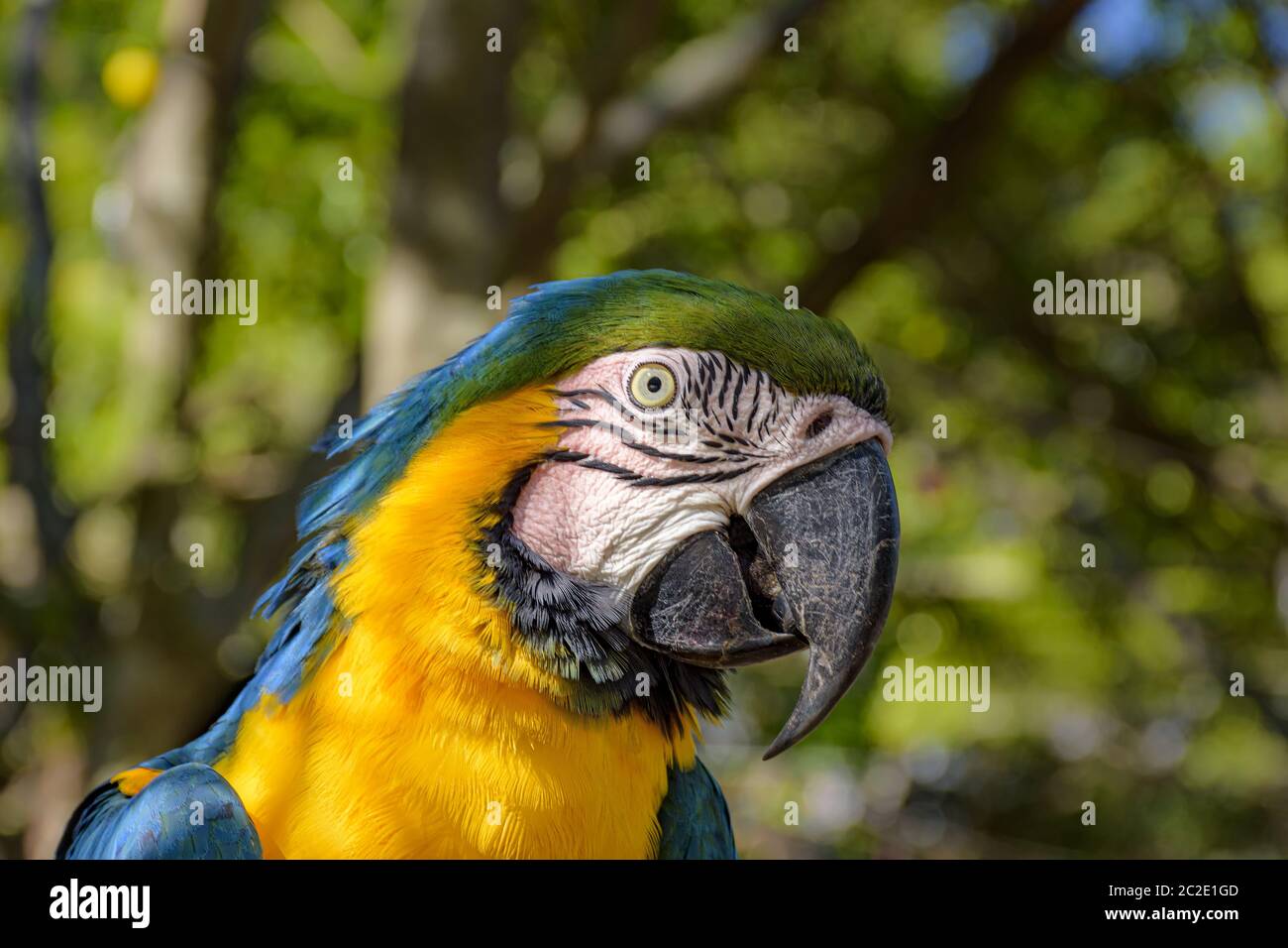 Macaw nella vegetazione della foresta pluviale brasiliana Foto Stock