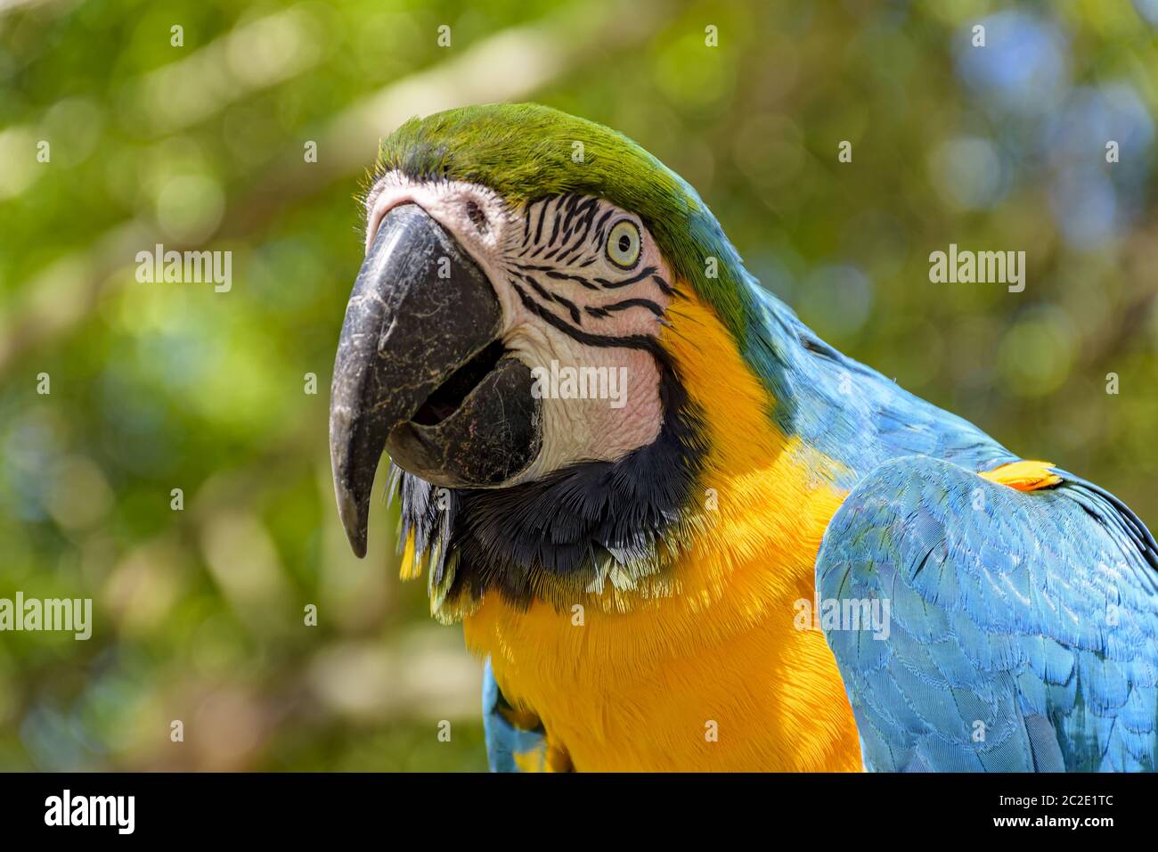 Un macaw nella vegetazione della foresta pluviale brasiliana Foto Stock