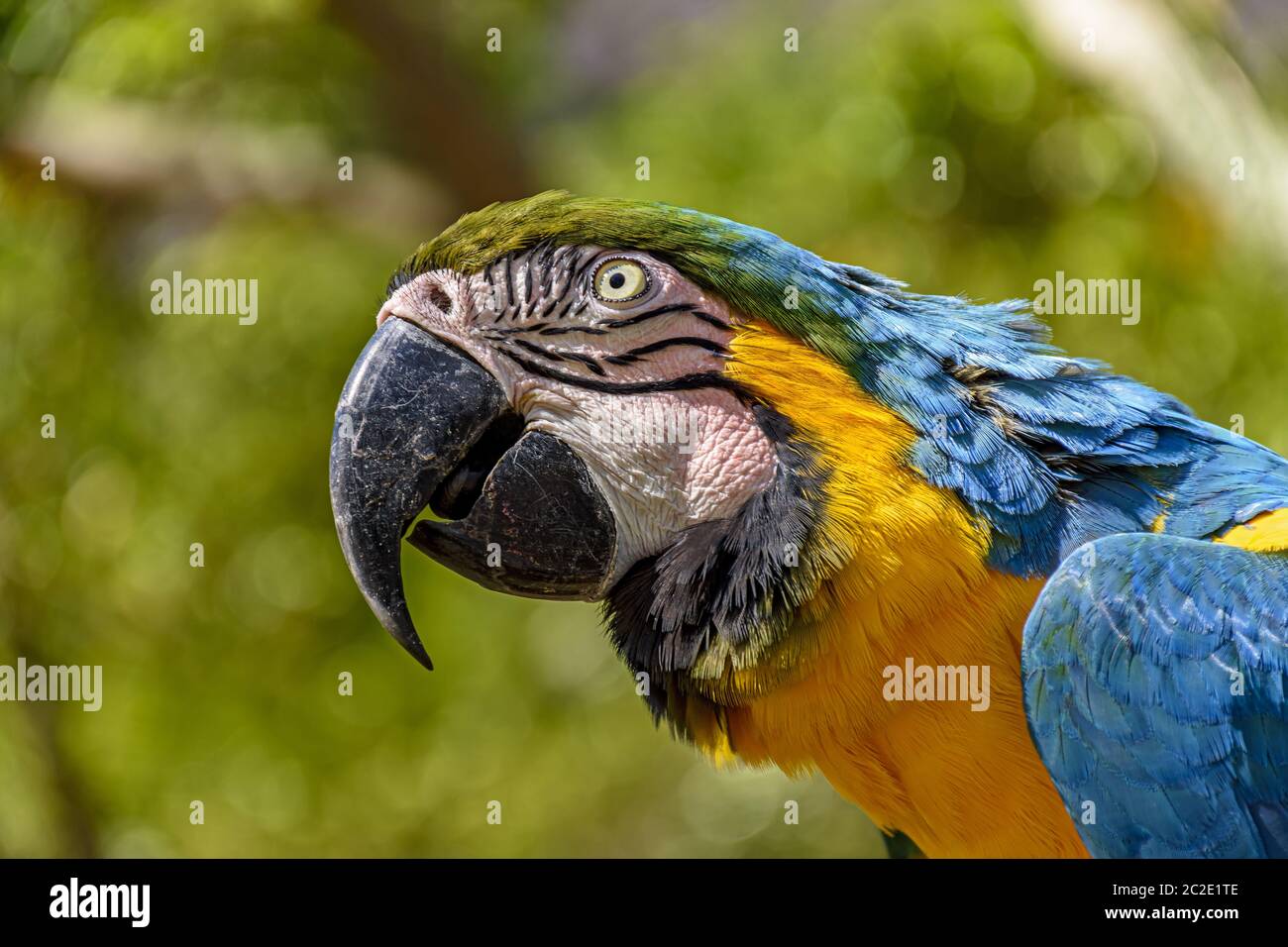 Macaw nella vegetazione della verde foresta pluviale brasiliana Foto Stock