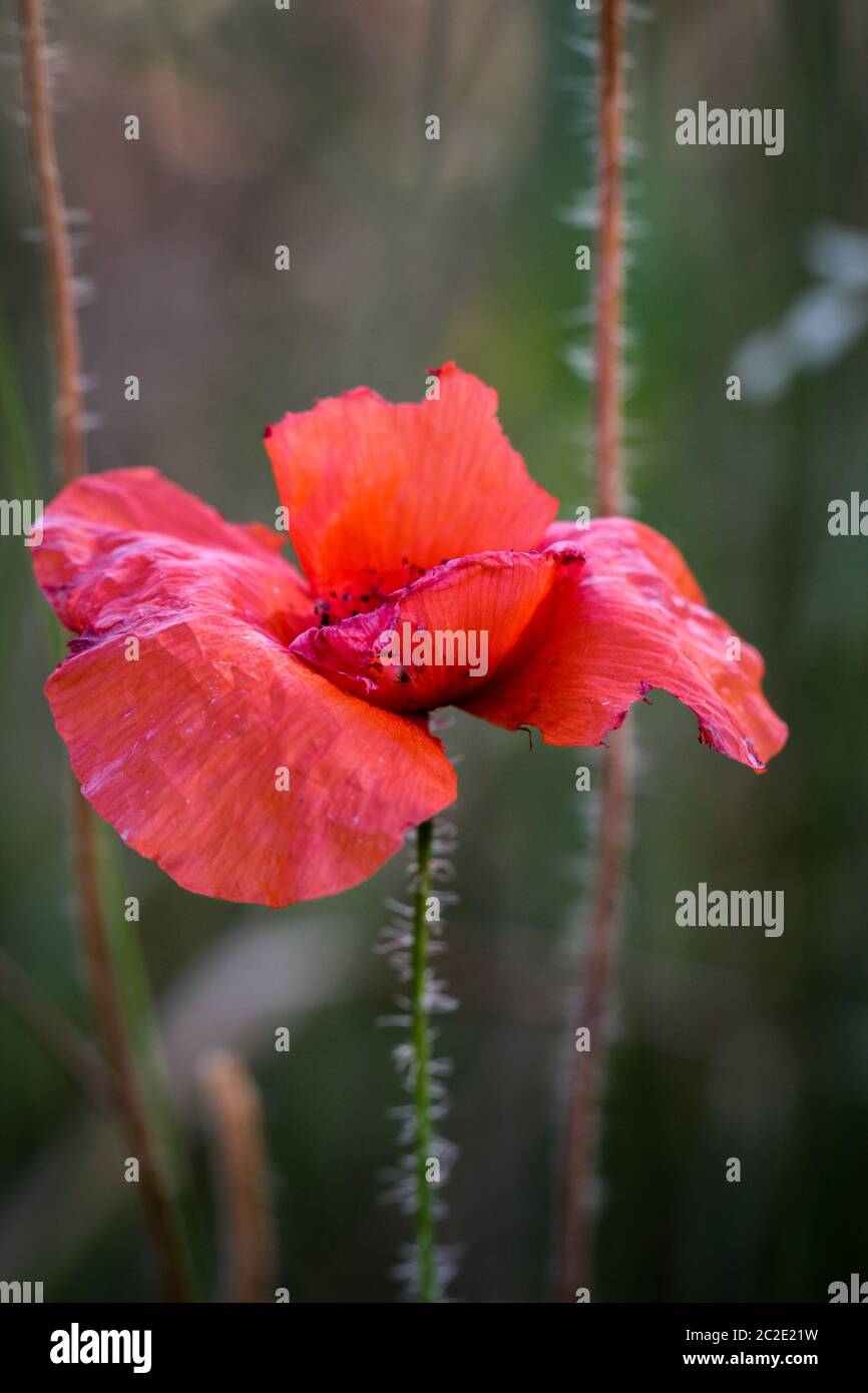 Papaver rhoeas nomi comuni includono il mais di papavero , corn rose , campo di papavero , Fiandre di papavero , papavero rosso , rosso , erbaccia coquelicot Foto Stock