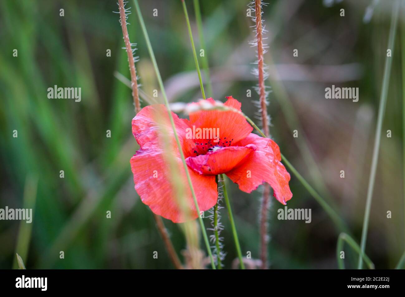 Papaver rhoeas nomi comuni includono il mais di papavero , corn rose , campo di papavero , Fiandre di papavero , papavero rosso , rosso , erbaccia coquelicot Foto Stock