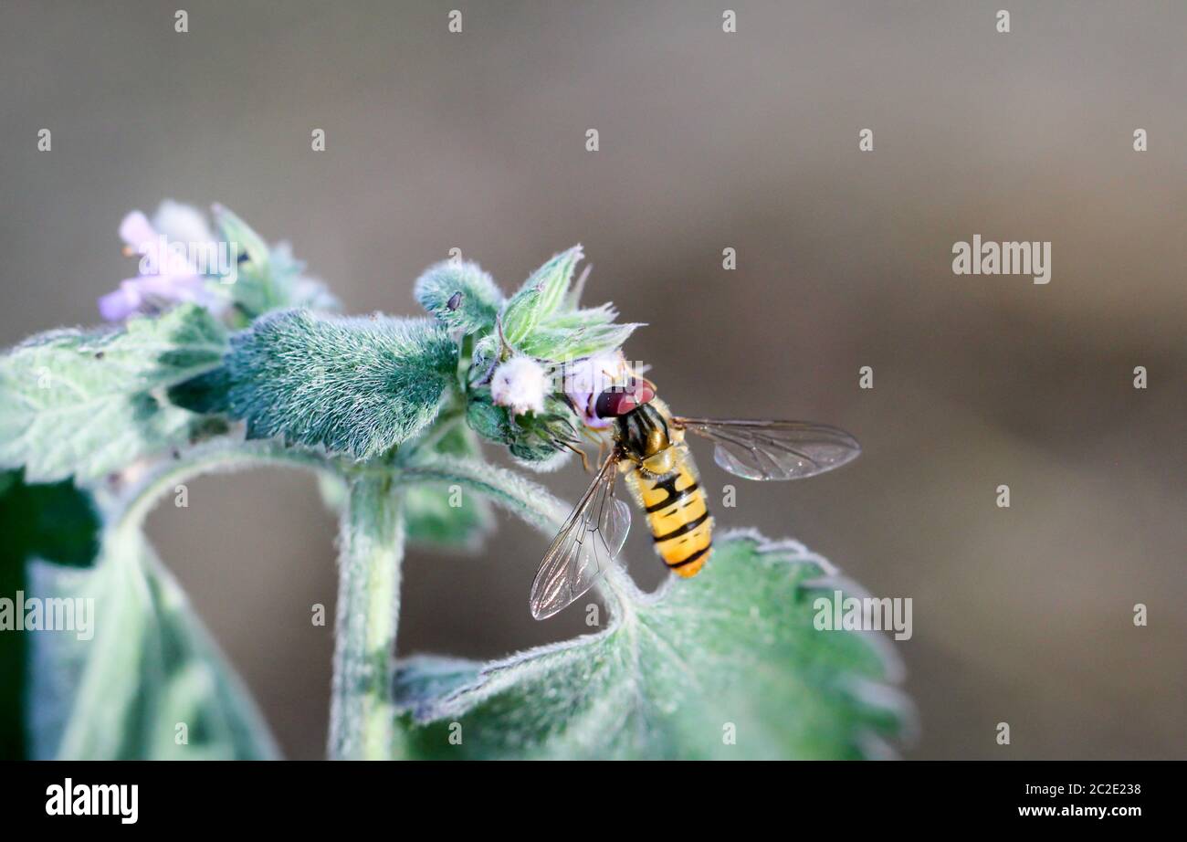 Dettagli di una mosca, Macro di una mosca Foto Stock