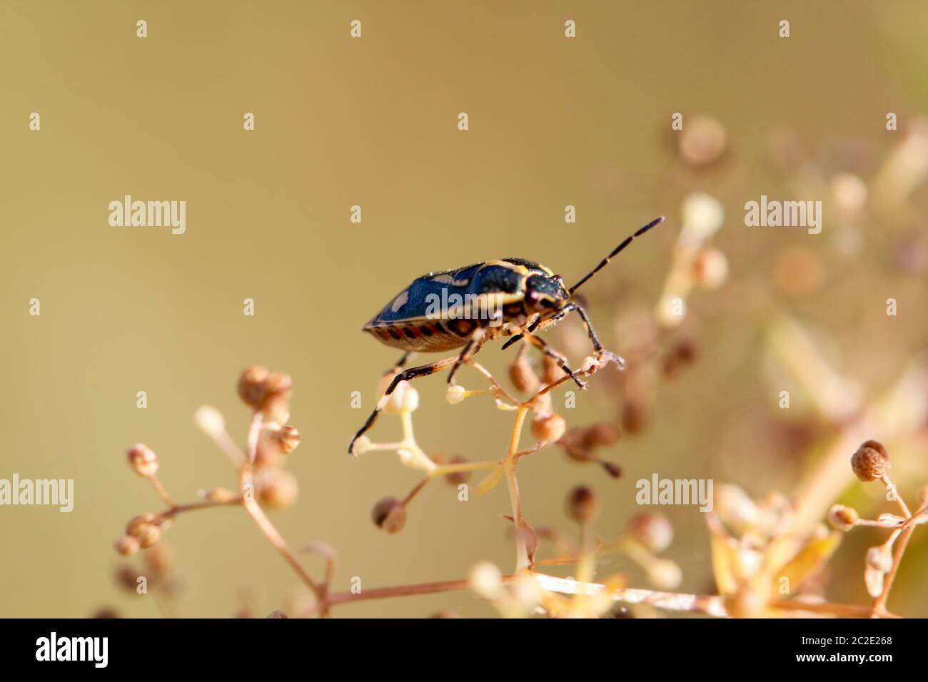 Un bug o beetle su un impianto Foto Stock