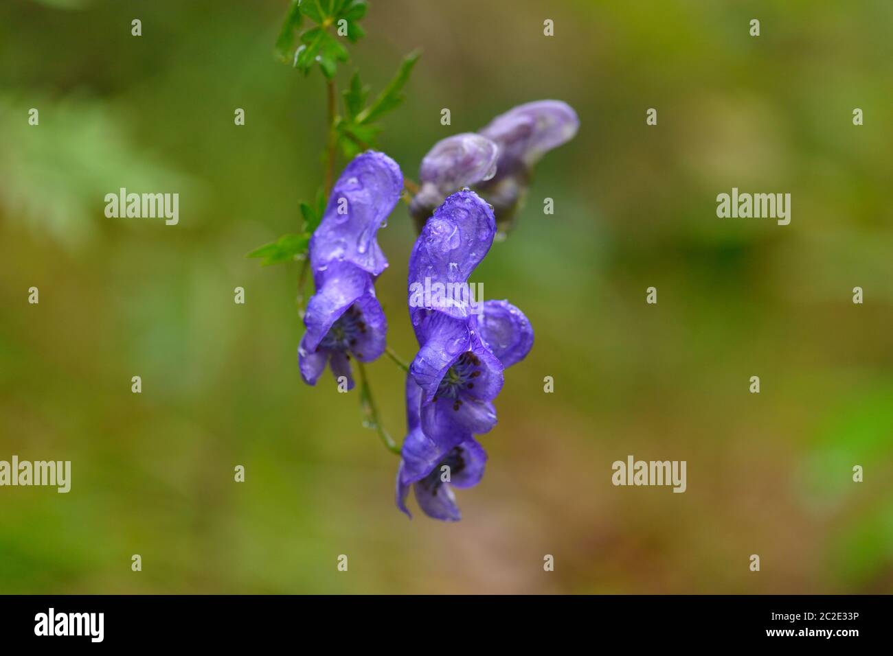 Aconitum napellus in autunno nelle alpi Foto Stock