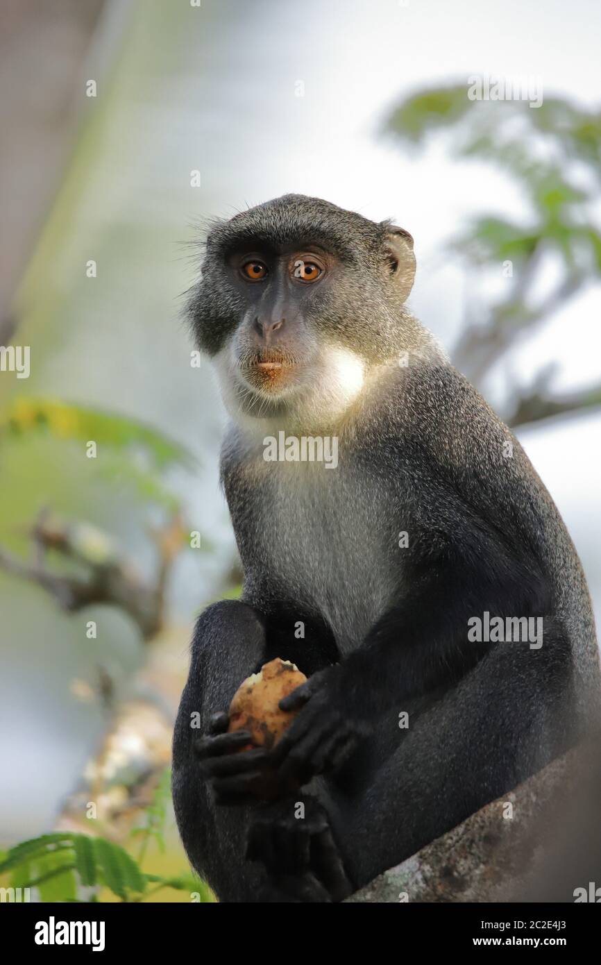 Primo piano di una scimmia sykes con un frutto Foto Stock