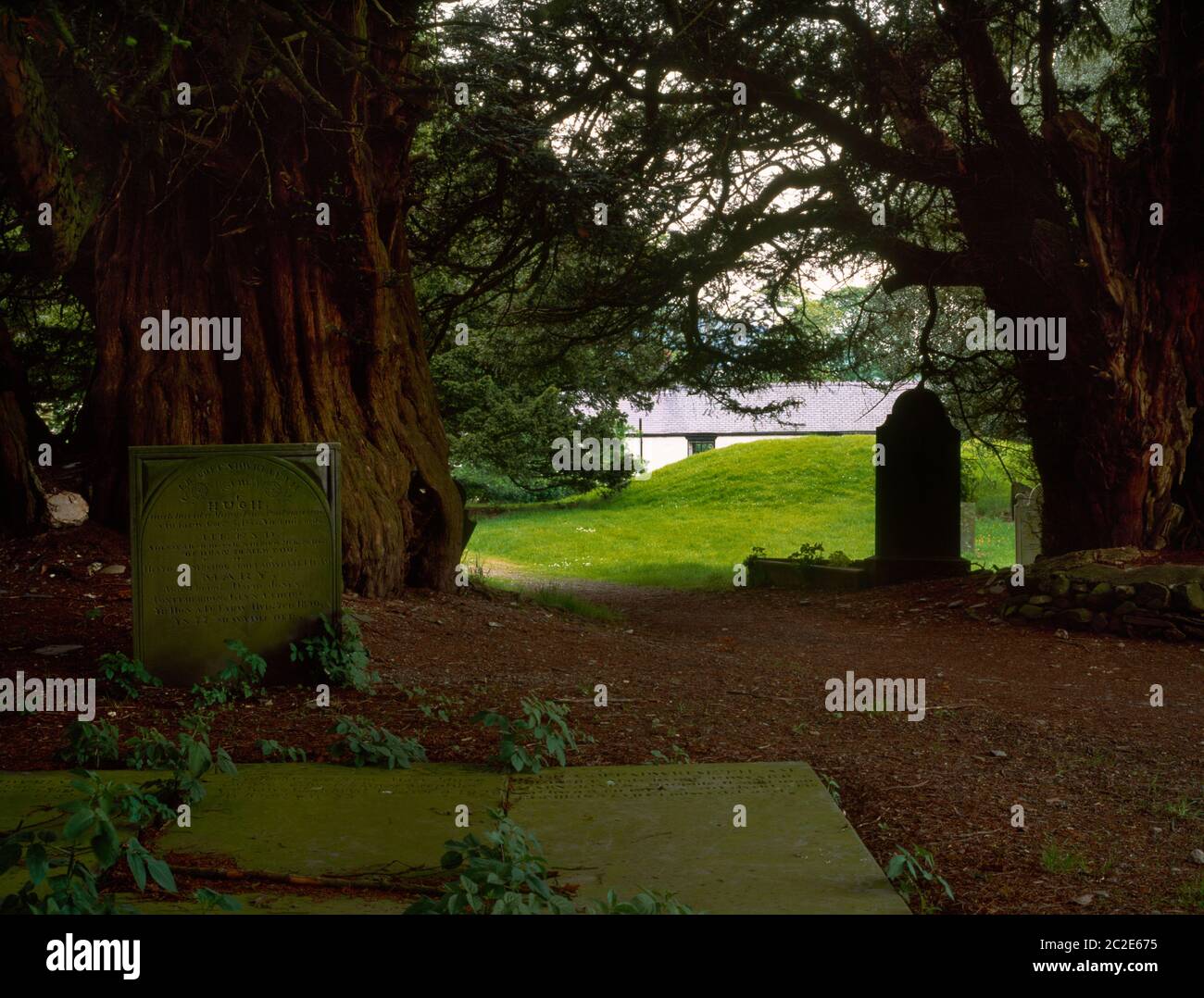Vista a nord-ovest di antichi tassi e tumulo artificiale Tomen Garcon (tomba di San Garmone?) Nel cimitero circolare di Llanarmon Dyffryn Ceiriog, Galles del Nord, Regno Unito. Foto Stock
