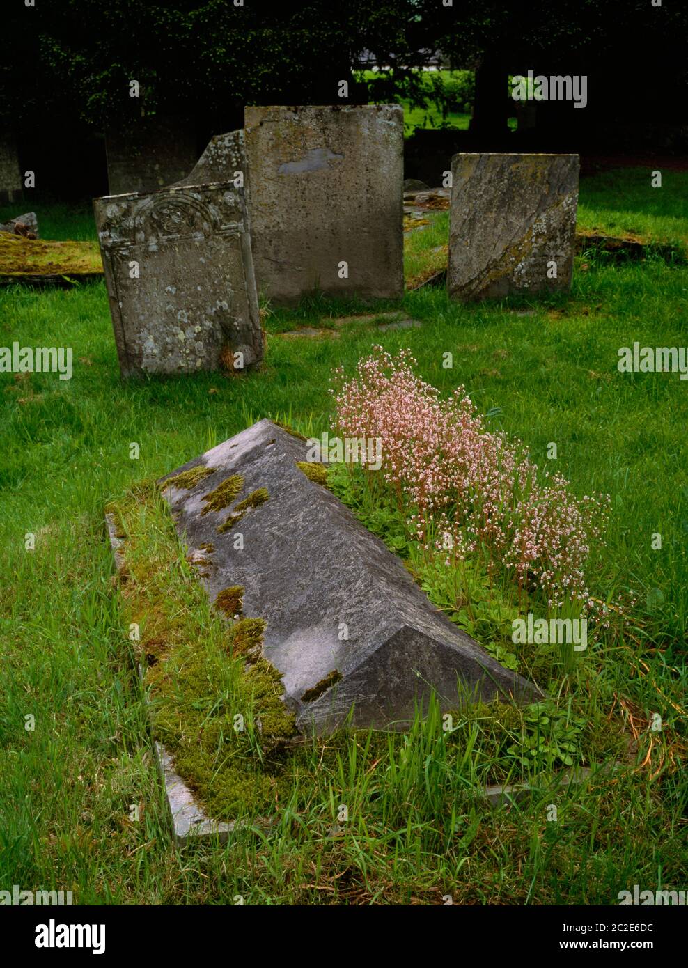 Ammira a nord-ovest una moderna pietra tombale con l'orgoglio fiorito di Londra nel cimitero circolare di Llanarmon Dyffryn Ceiriog, Wrexham, Galles del Nord, Regno Unito. Foto Stock