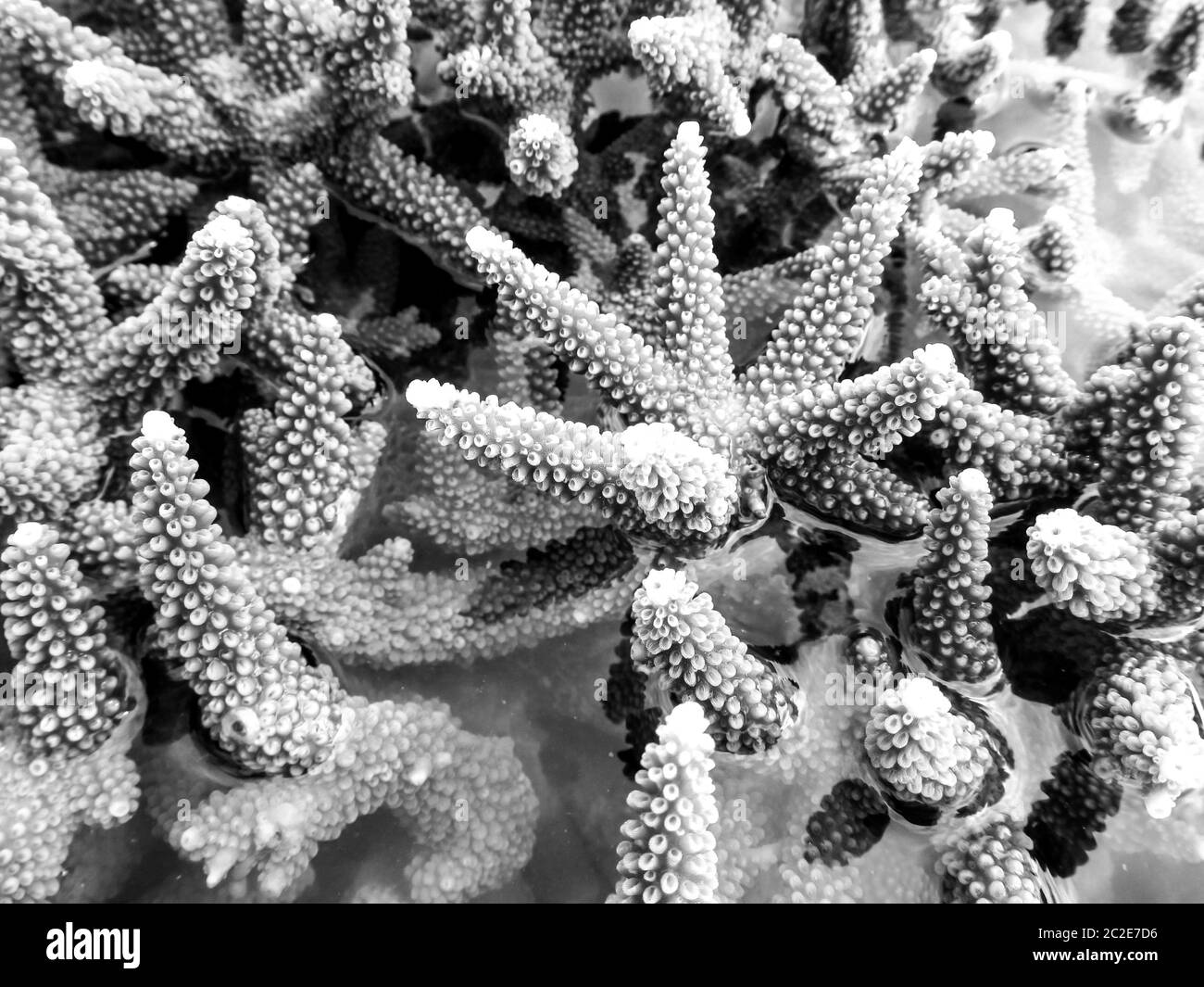 Primo piano monocromatico dei coralli di Staghorn esposti sopra la superficie del mare durante un'estrema marea di riflusso all'isola di KaNyaka, Mozambico meridionale Foto Stock