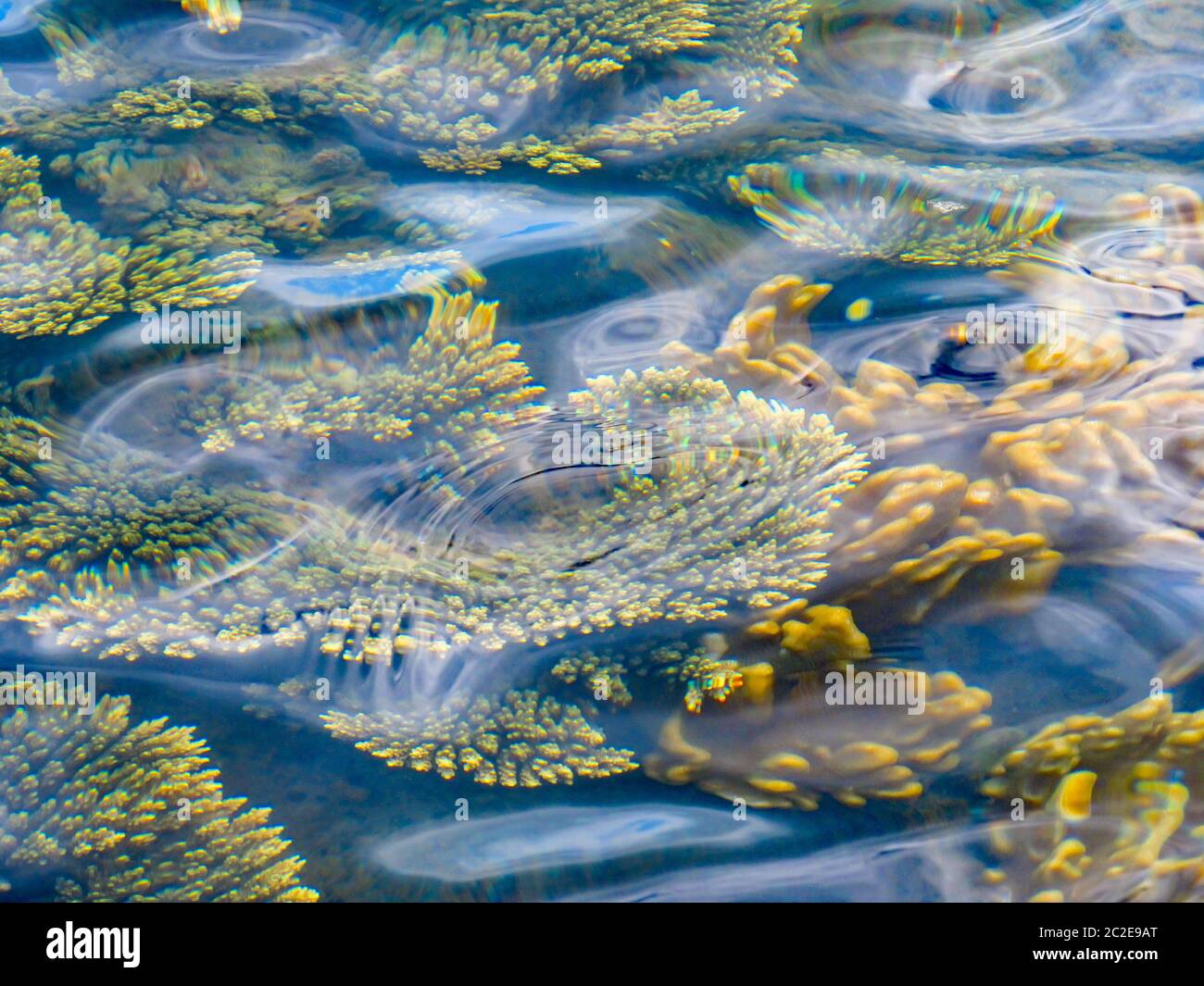 Vari tipi, forme e colori diversi di coralli d'acqua poco profondi, come si vede dalla superficie durante la marea di riflusso nell'isola di KaNyaka, Mozambico meridionale Foto Stock