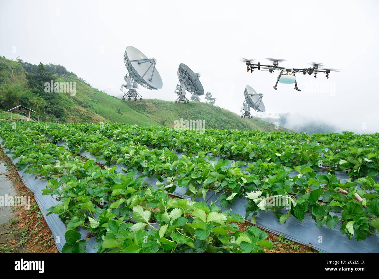 Satellite per l'agricoltura con mosca di drone per spruzzare fertilizzante sui campi di fragole, concetto di azienda agricola intelligente di tecnologia Foto Stock