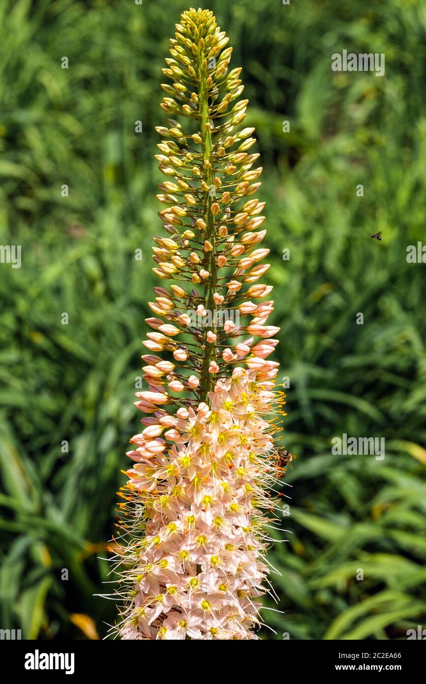 Foxtail Lily Eremurus "arah Cato" Foto Stock