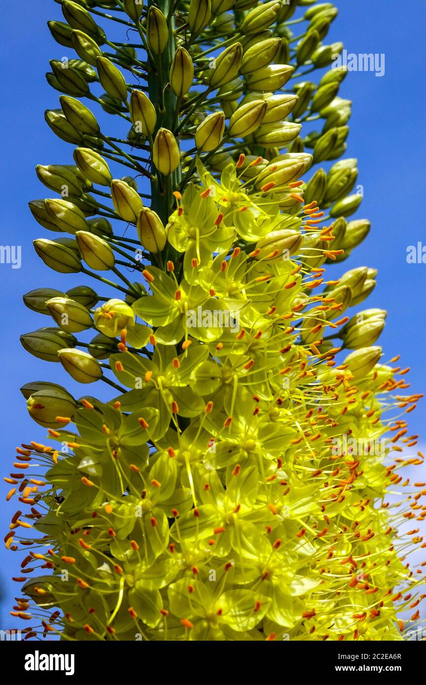 Foxtail Lily Eremurus "Giant giallo" Foto Stock