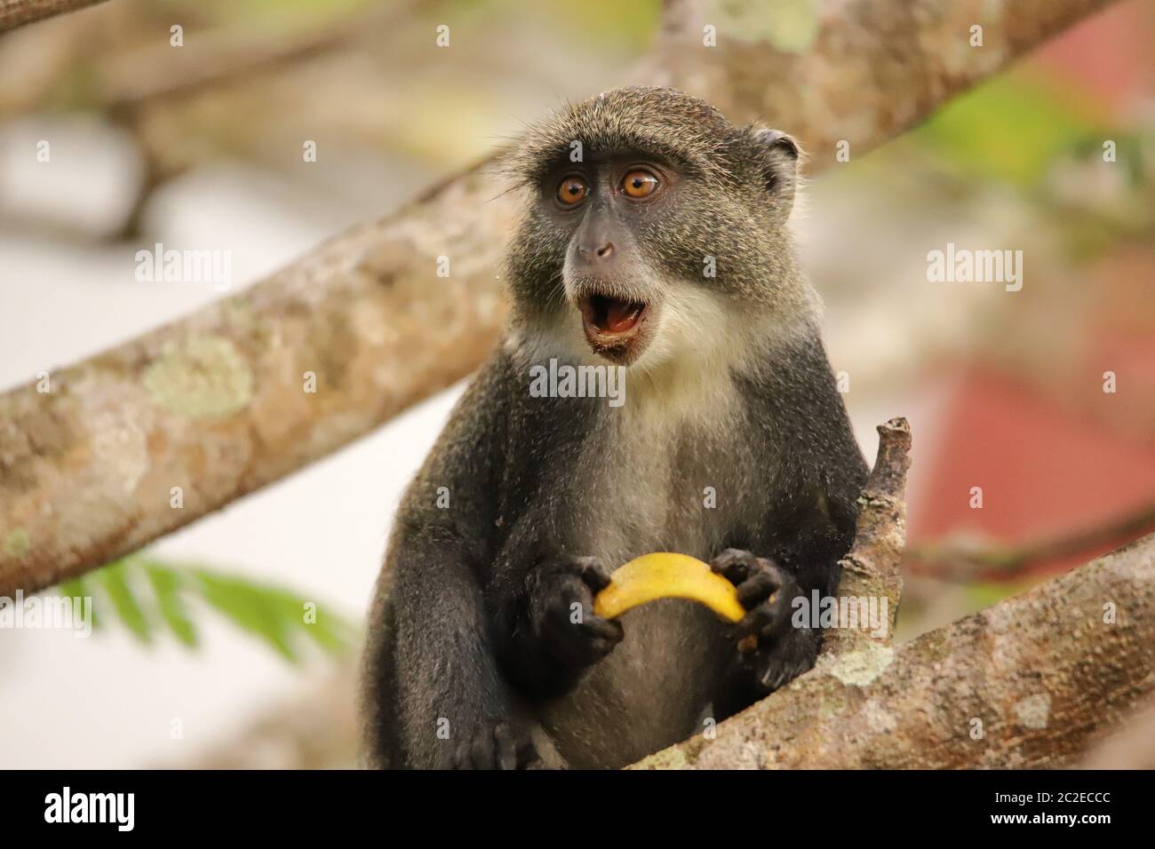 Sykes monkey sembra essere sorpreso Foto Stock