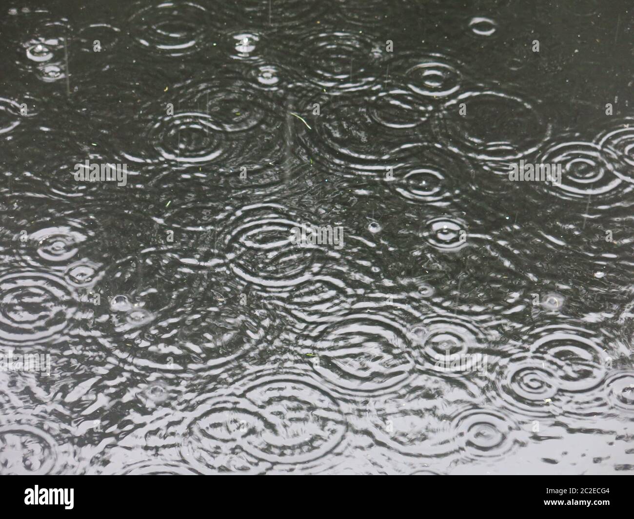 Le forti precipitazioni creano grandi goccioline e un modello di cerchi concentrici che si spruzzi sulla superficie di uno stagno. Foto Stock
