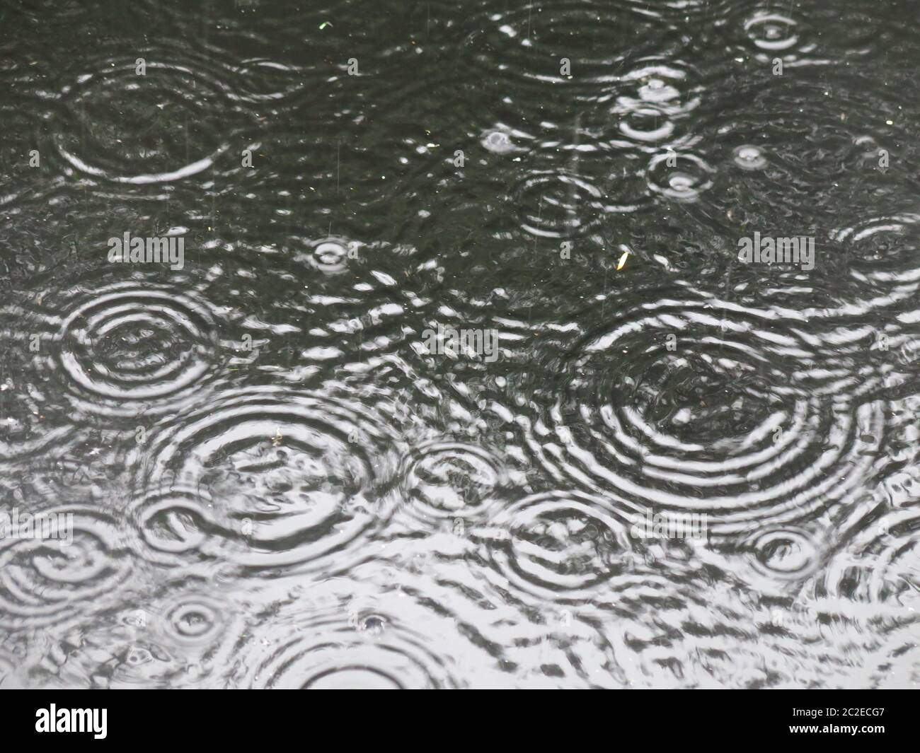 Le forti precipitazioni creano grandi goccioline e un modello di cerchi concentrici che si spruzzi sulla superficie di uno stagno. Foto Stock