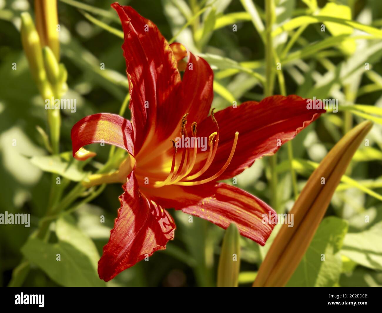 Giglio fuoco (Lilium bulbiferum), primo piano Foto Stock