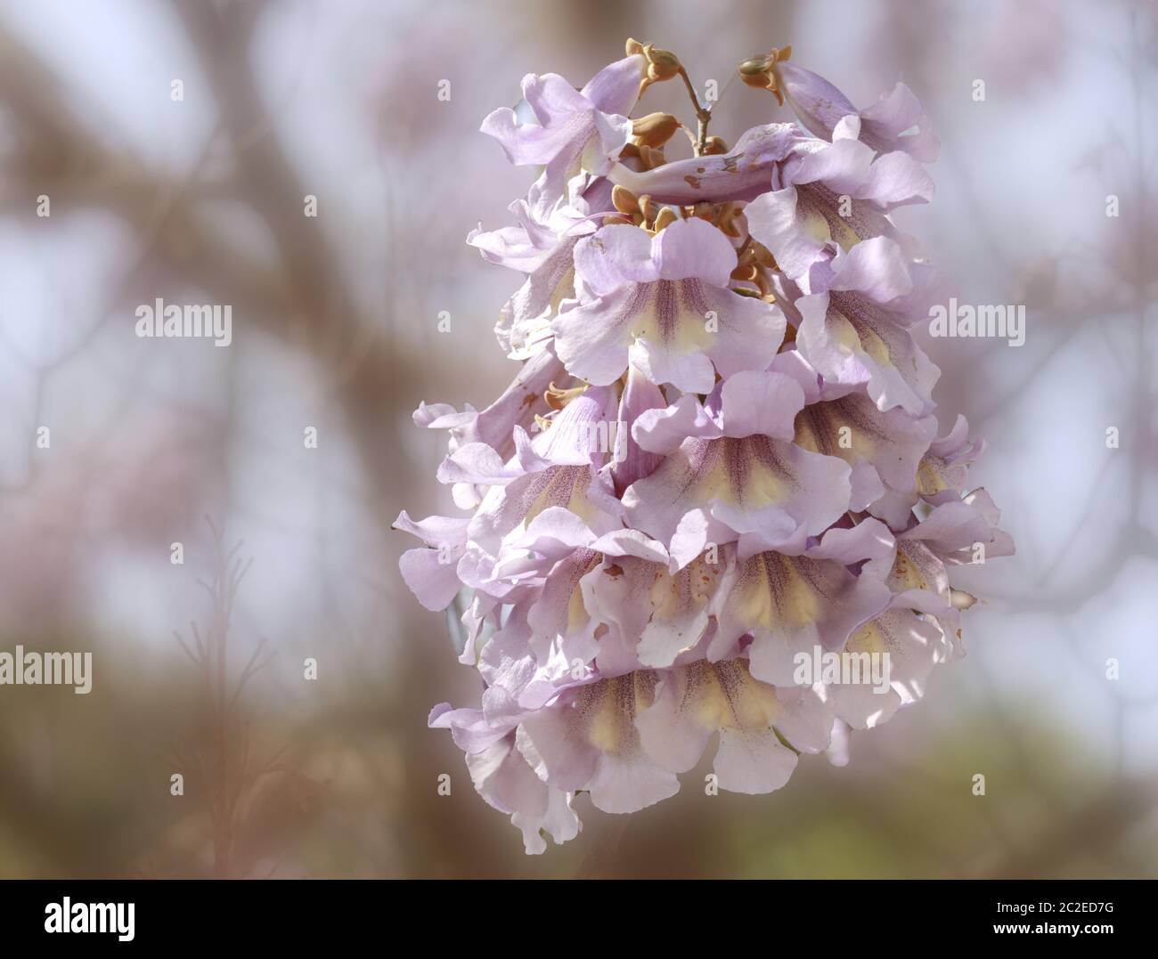 Albero di Bluebell (Paulownia tomentosa, SYN.: Paulownia imperialis), fiore Foto Stock