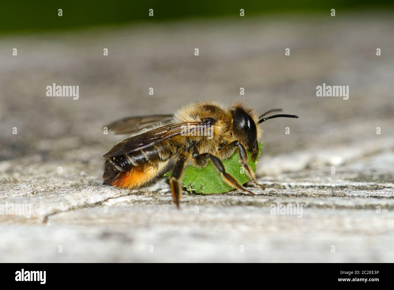 Leafcutter Bee (Megachilidae) probabilmente l'ape di patchwork (Megachile centuncularis) che riposa con foglie tagliate, su un tavolo da giardino Foto Stock