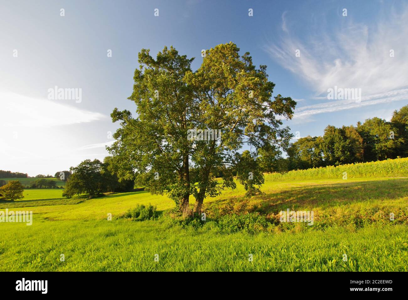 Paesaggio con alberi vicino a Bad Endorf, Chiemgau, alta Baviera, Germania Foto Stock