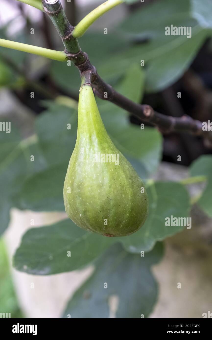 Fico (Ficus carica) su albero Foto Stock
