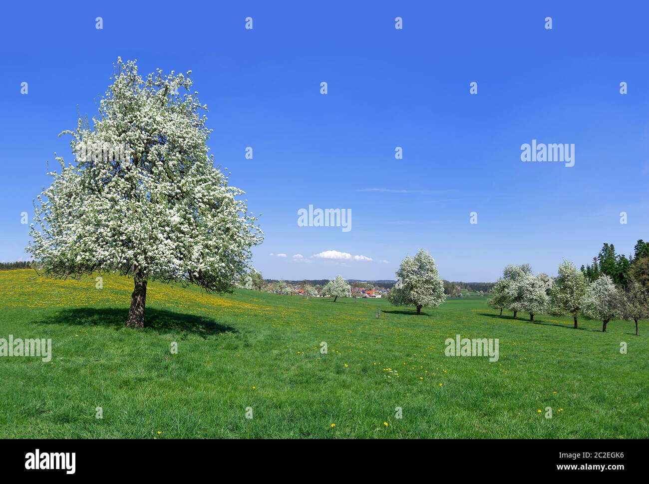 Grande pero fiorito in primo piano e altri alberi da frutto fioriti in un grande prato vicino a un villaggio Foto Stock