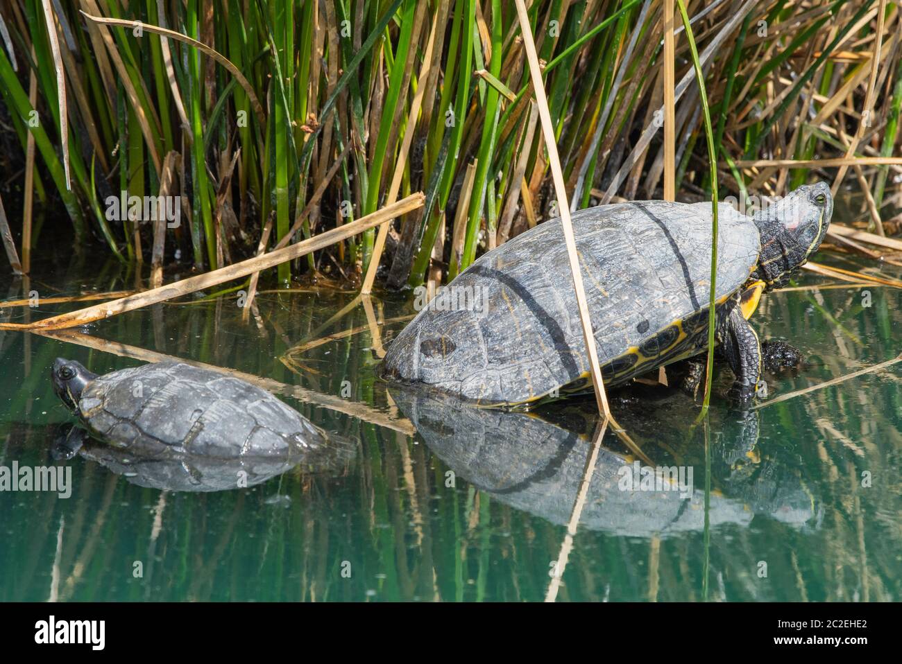 Due cursori dall'aspetto rosso, Trachemys scripta elegans, in un lago nella riserva ripariana al Water Ranch, Gilbert, Arizona Foto Stock