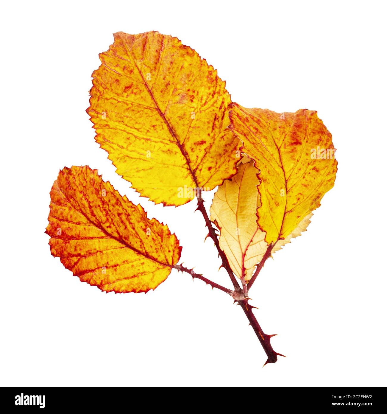 Foglie di autunno branch, isolato su uno sfondo bianco con un tracciato di ritaglio Foto Stock