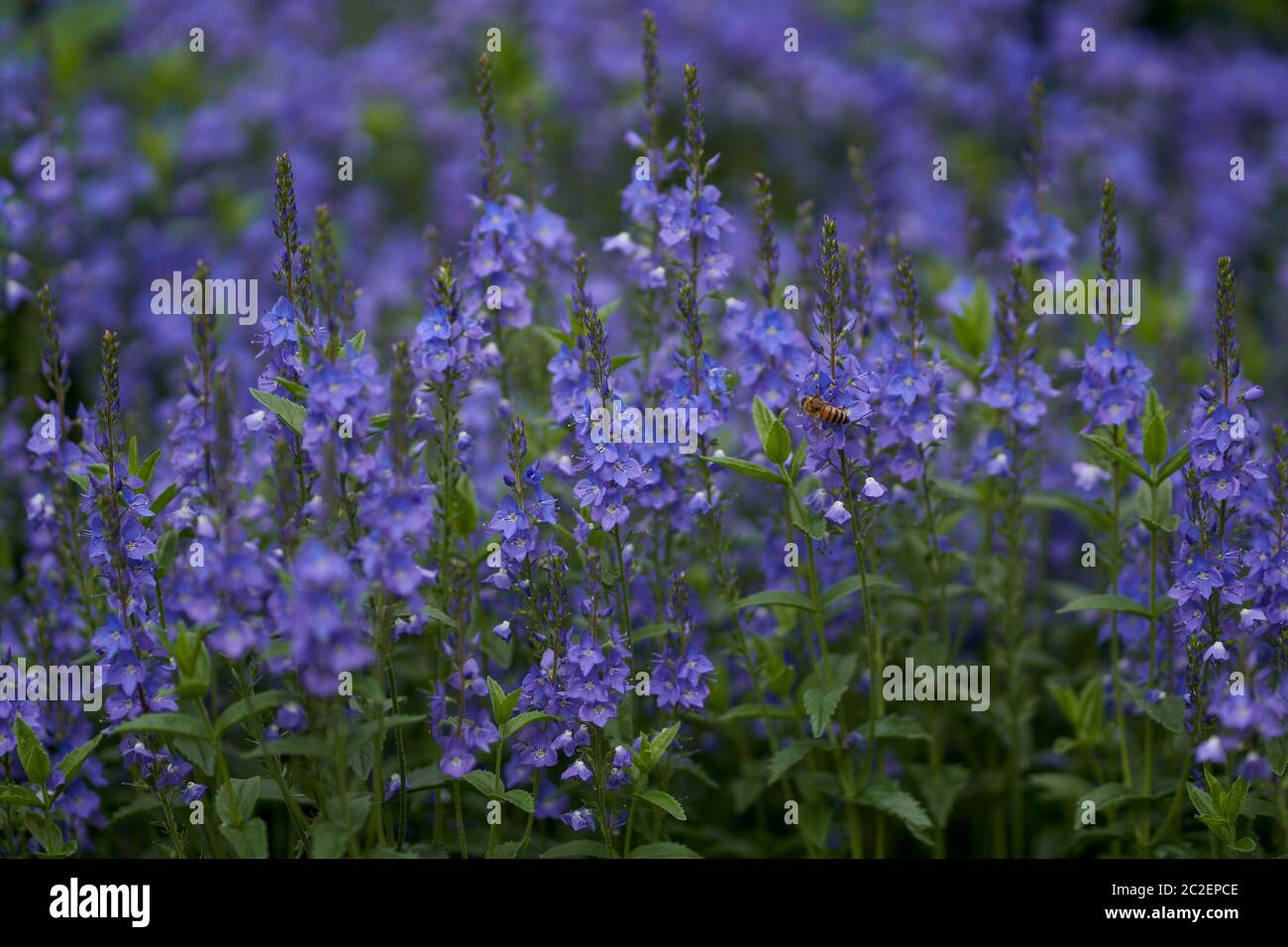 Veronica longifolia, conosciuta come speedwell giardino o speedwell a foglia lunga Foto Stock