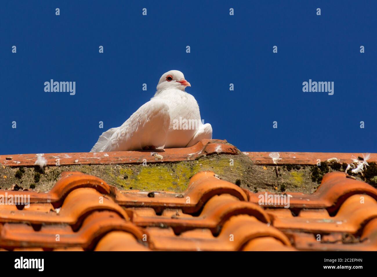 Piccione bianco (Columba livia) seduto sul tetto in luce solare guardando a lato con il cielo blu sullo sfondo Foto Stock