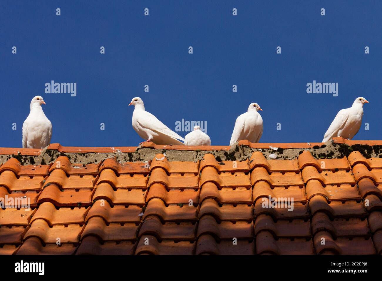 Cinque piccioni bianchi seduti sul tetto in luce diurna durante l'estate Foto Stock
