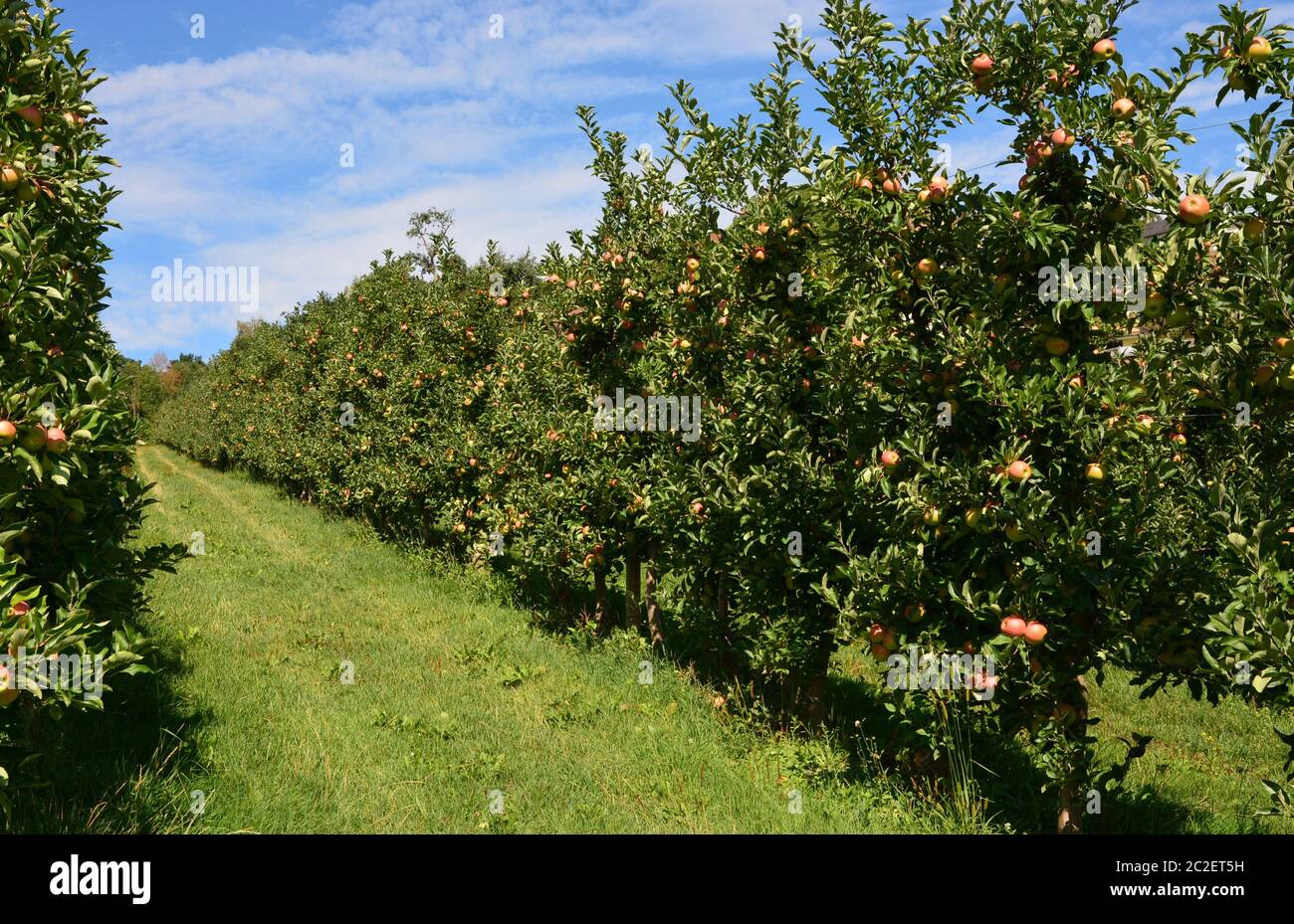 La piantagione di apple Foto Stock