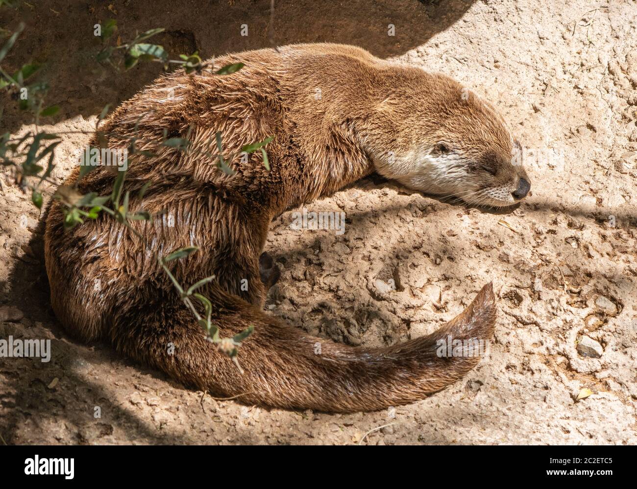 River Otter, Lutra canadensis, si trova su una roccia nel museo del deserto dell'Arizona-sonora, vicino a Tucson, Arizona. (Prigioniero) Foto Stock