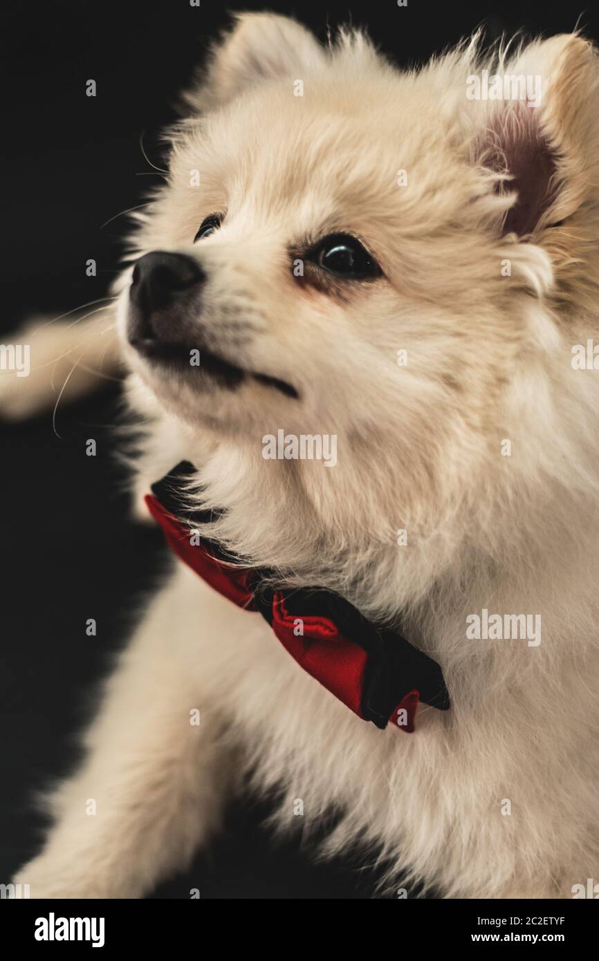 Carino doggy. Bel ritratto di cucciolo di Pomeranian. È un ritratto carino del cane animale domestico Foto Stock