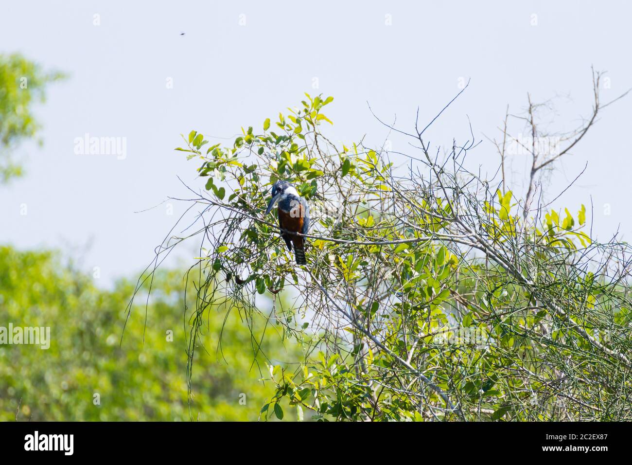 Di inanellare kingfisher sulla natura nel Pantanal, Brasile. Brasiliano della fauna selvatica Foto Stock