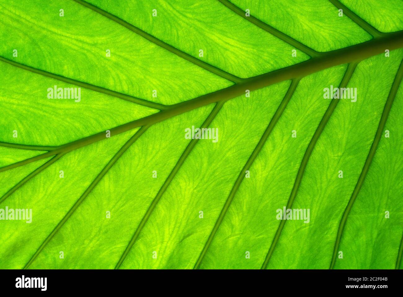 Alocasia macrorrhizos lasciare, retroilluminazione che rivela le vene traslucide Foto Stock