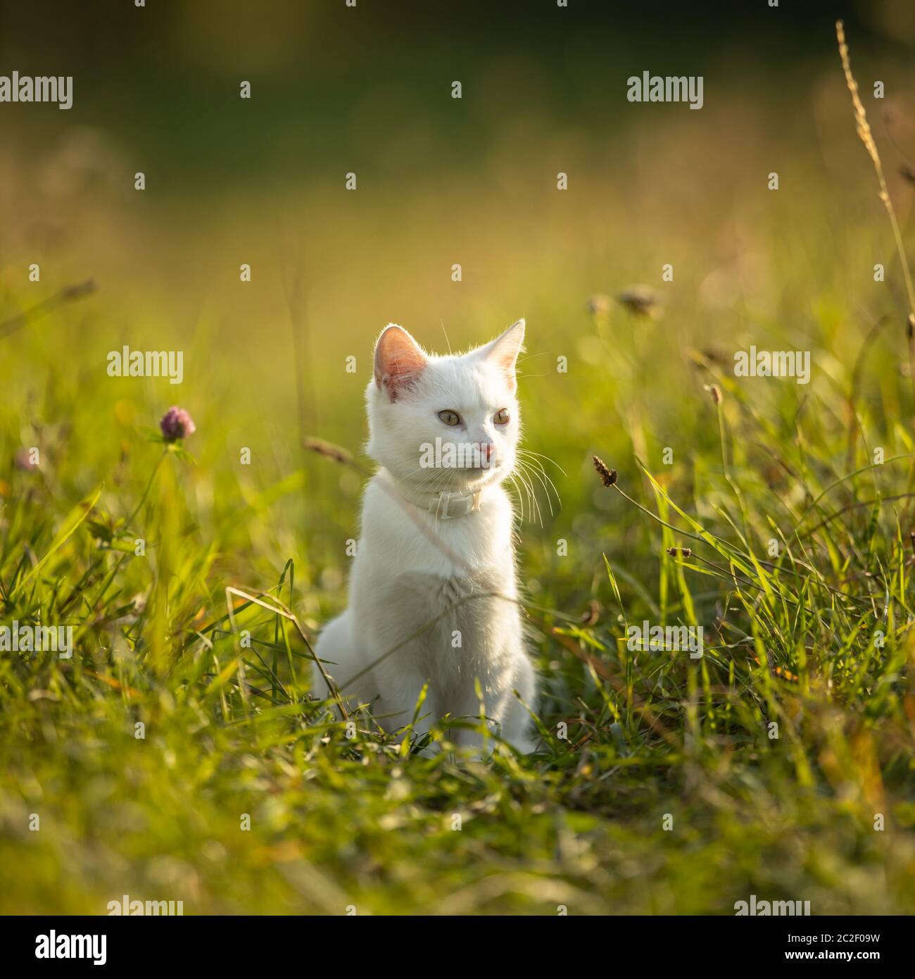 Estremamente carino gattino bianco su un bel prato, giocare al di fuori - dolce animale domestico a giocare al di fuori Foto Stock