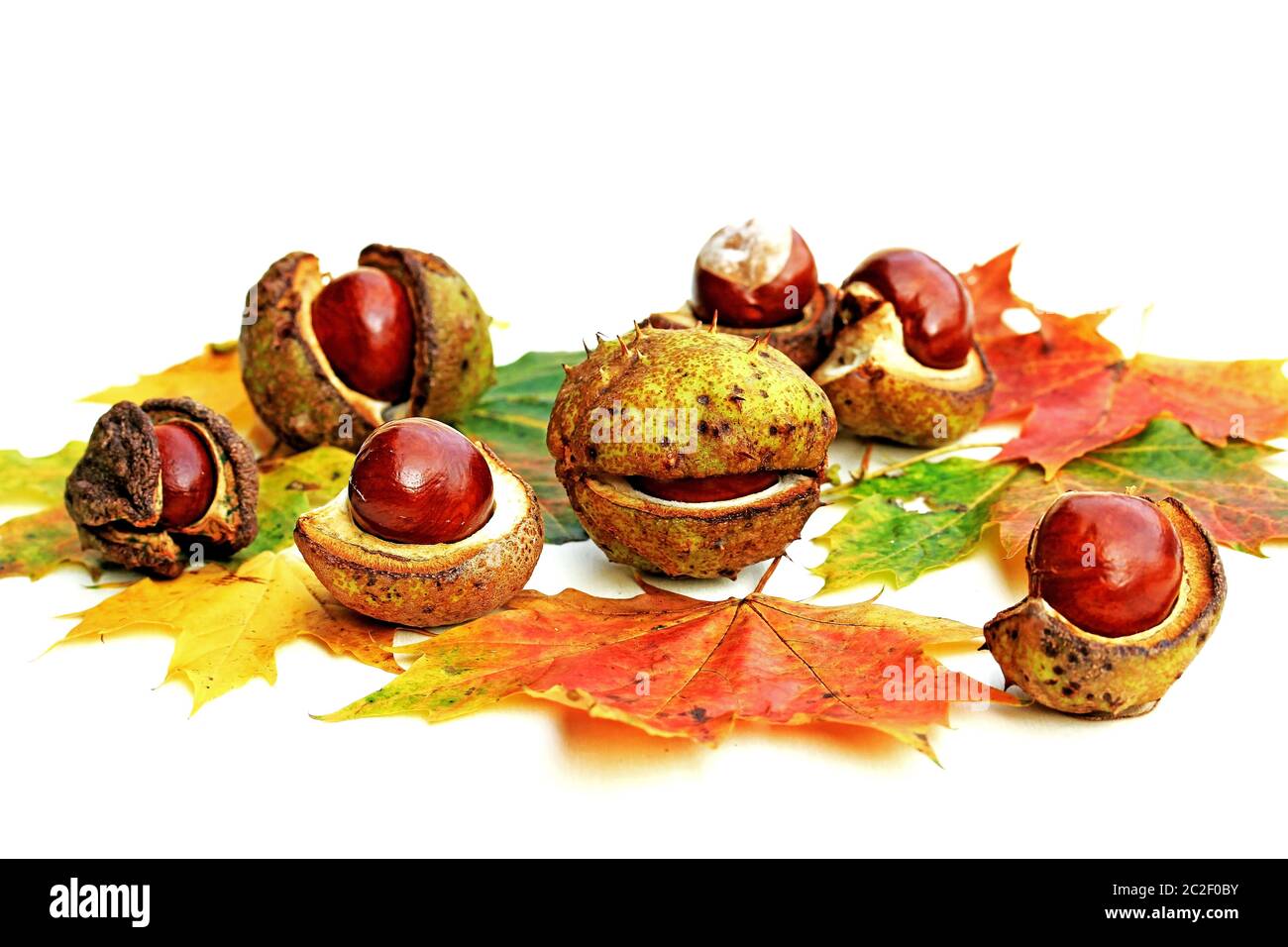 Sfondo autunno colorato con castagne, foglie d'autunno, mela e nocciole Foto Stock