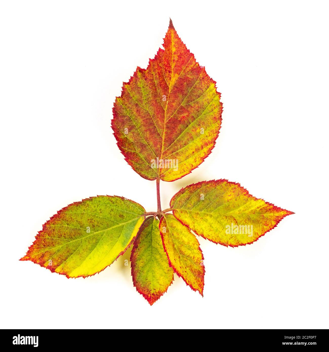 Foglie di autunno ramo su uno sfondo bianco, autunnale di elemento di design Foto Stock