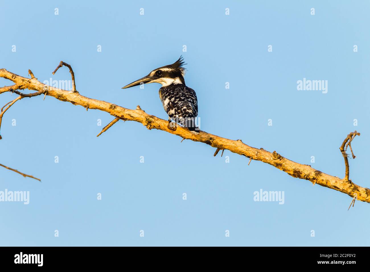 Uccello Pied Kingfisher Tree Branch Closeup foto Foto Stock
