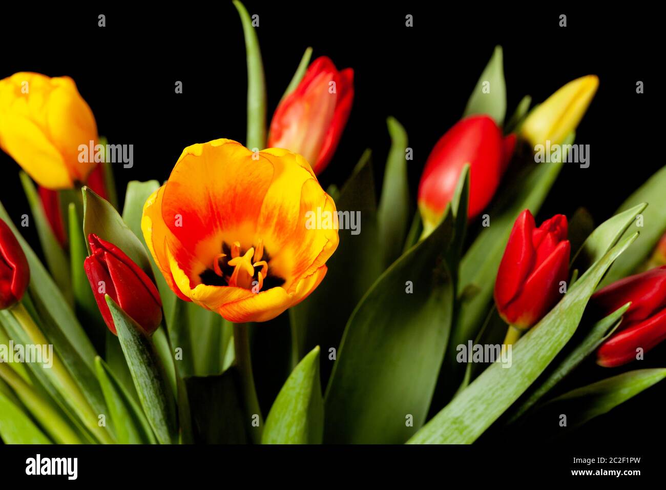 fiori di tulipano su sfondo nero Foto Stock