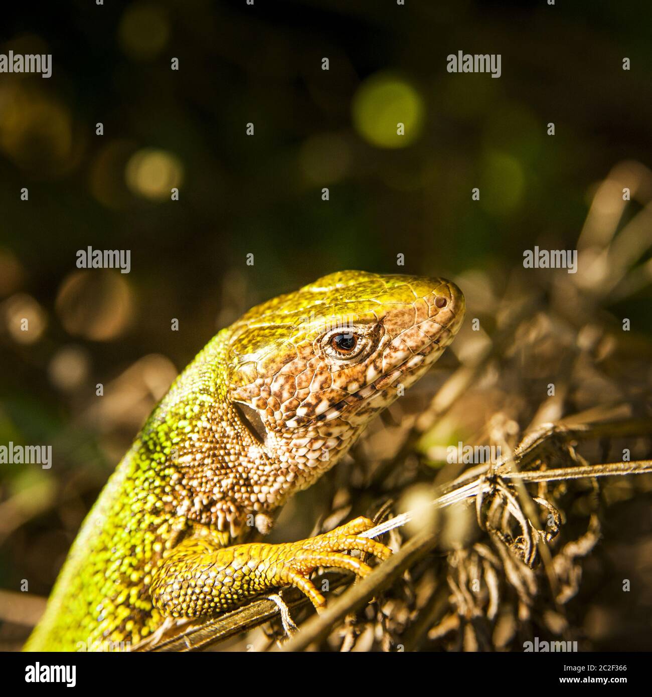 Lucertola Smeralda sole che bagna sotto la crescita Foto Stock