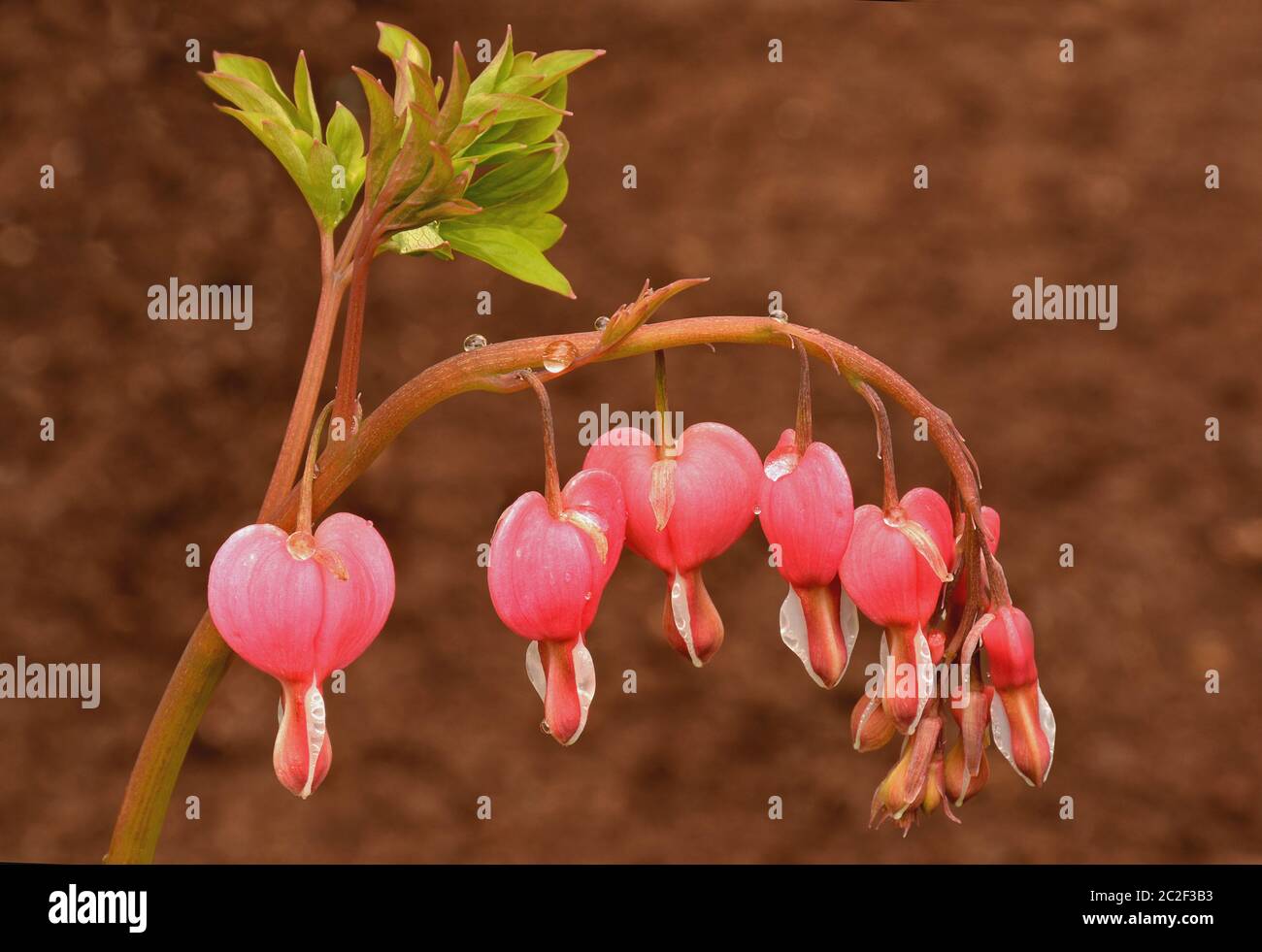 Primo piano di fioritura primaverile rosa sanguinante fiore (Dicentra spectabilis) con minuscoli rospi aggrappati a gambo arcuato. Foto Stock